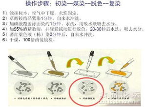 第15期食品微生物检测实训 筑牢安全防线，微生物检测精研与实战