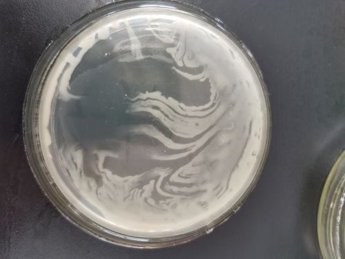 这是菌落蔓延吗？食品微生物检测中的常见问题与指导建议